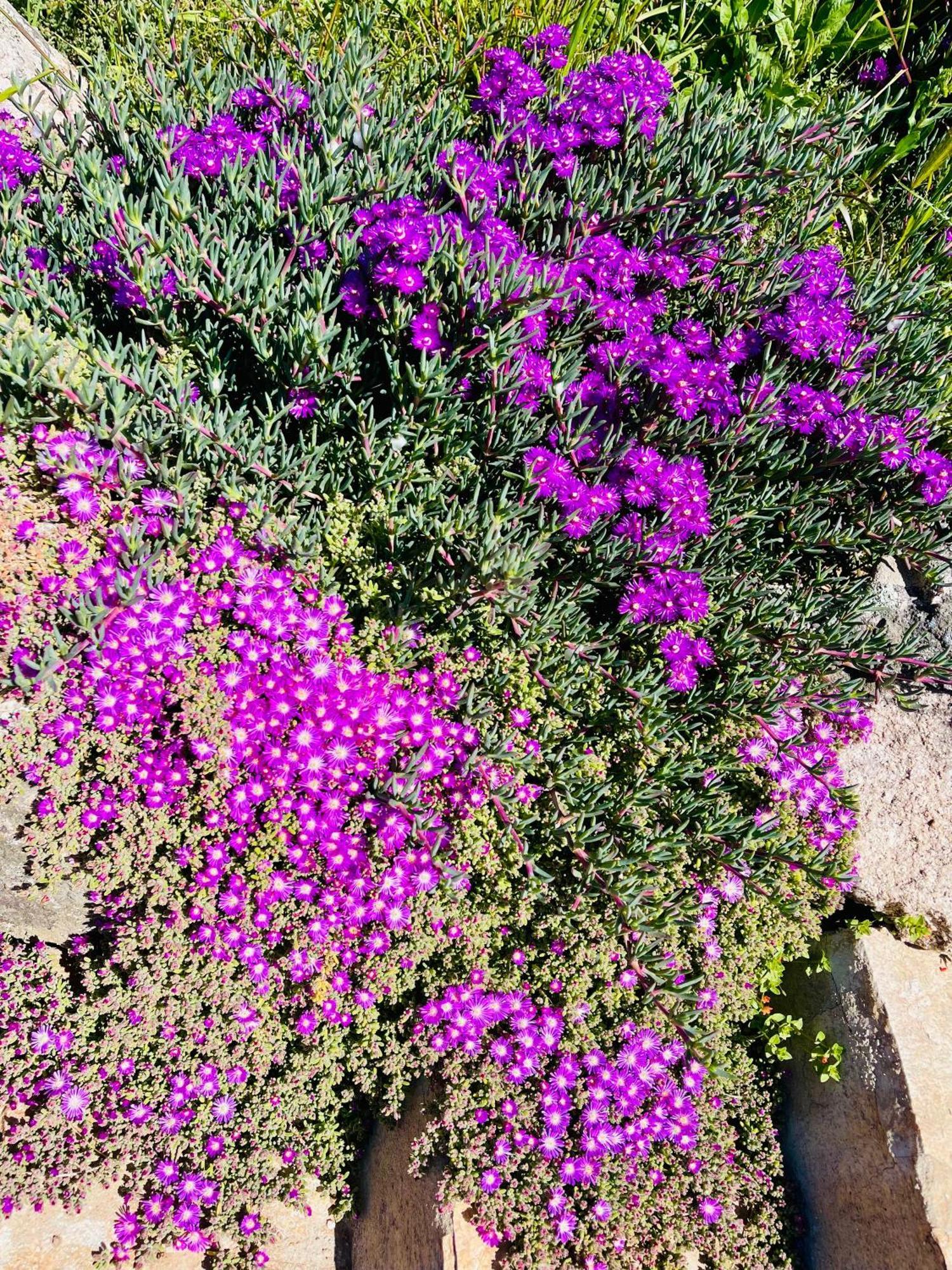 Agriturismo Bed And Breakfast Tanca Taroni Telti Екстер'єр фото